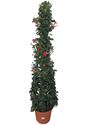 Afbeelding van KP35 Sundaville Red